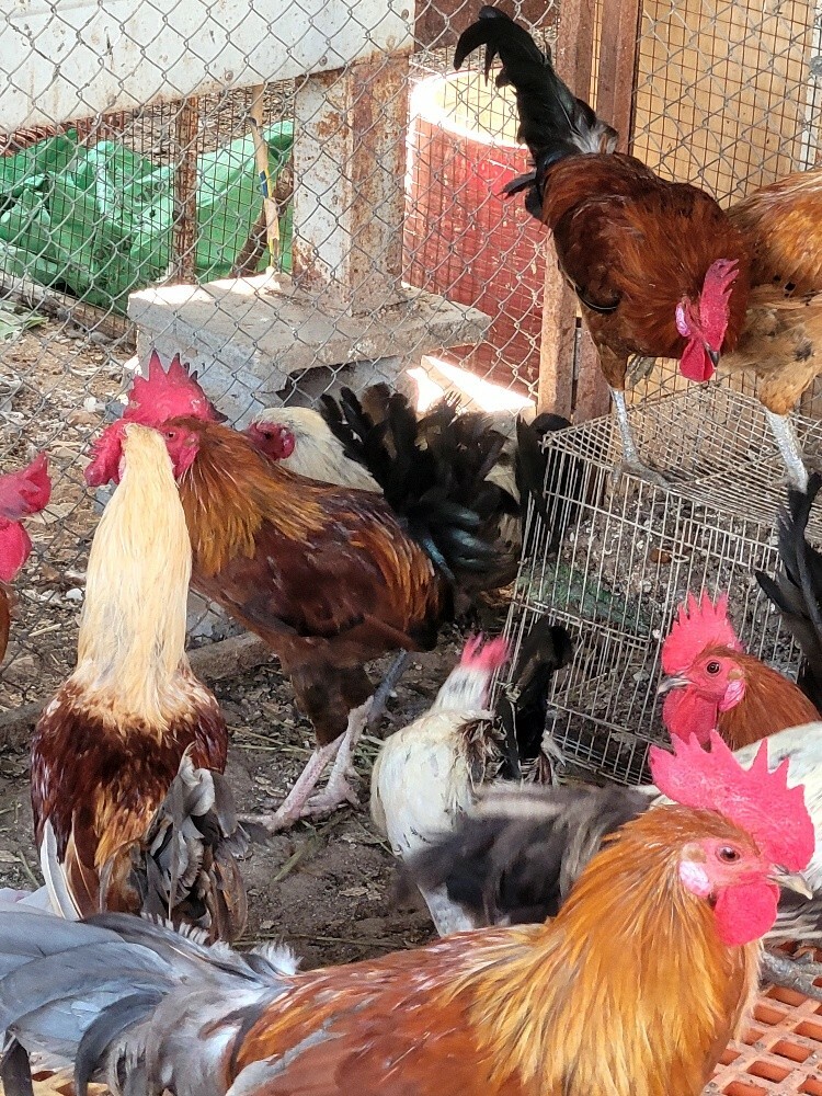 للبيع ديوكه حجم ممتاز والوان - 2