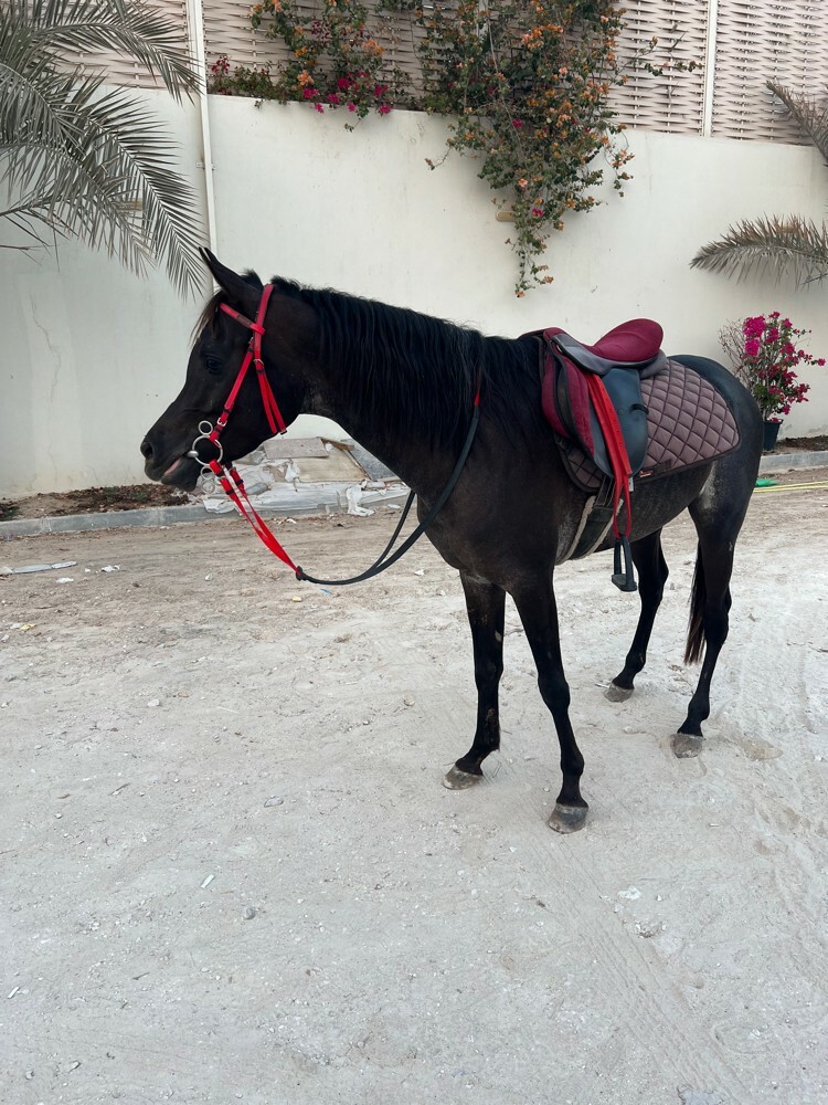 أجار خيل - 3