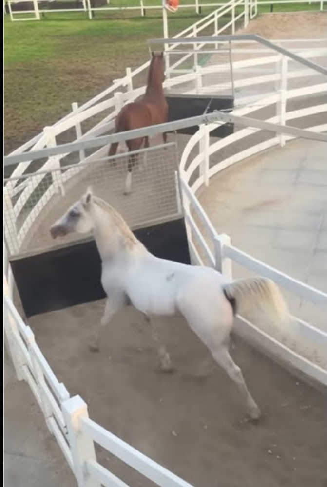 تركيب وصيانة معدات تدريب الخيل - 1