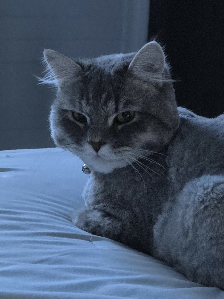 Missing Cat - Abu Nakhla - 2