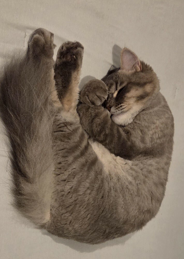 Missing Cat - Abu Nakhla - 1