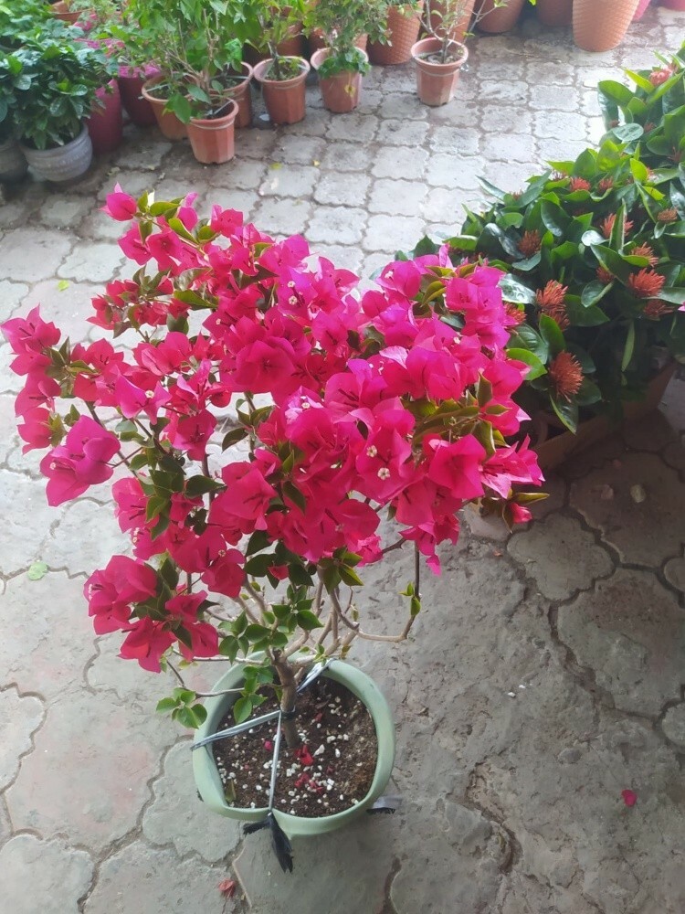 زراعة حدائق - 3