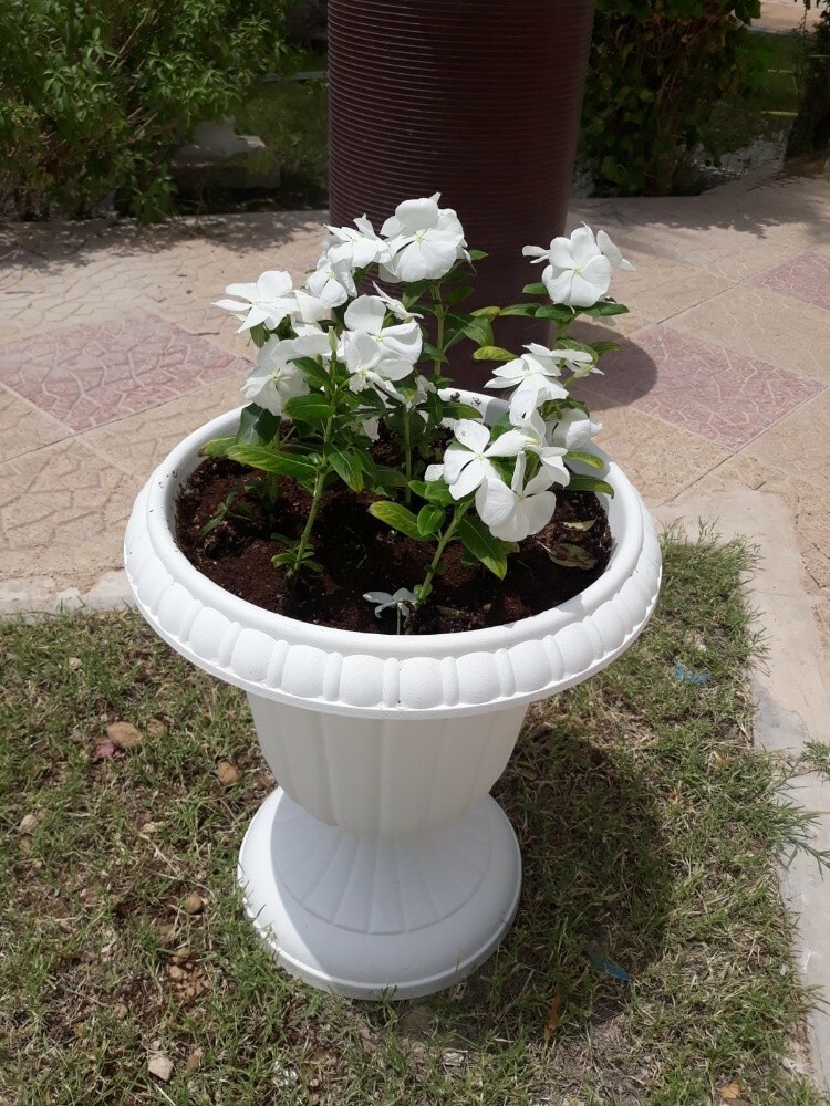 زراعة ورود - 3