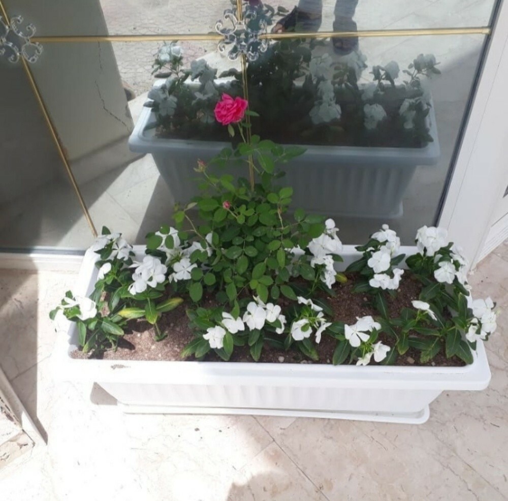 زراعة ورود - 4