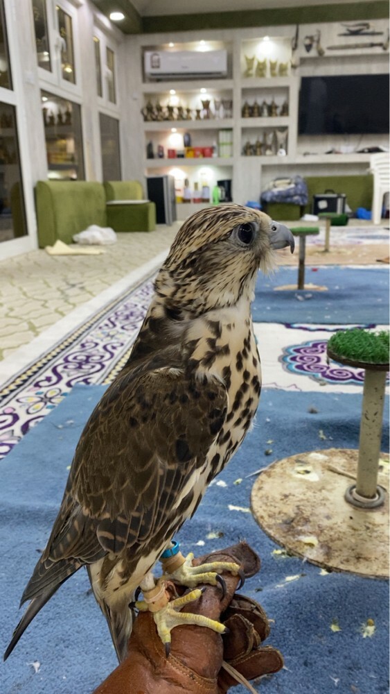 طير ضايع قدله حول 20 يوم  - 4
