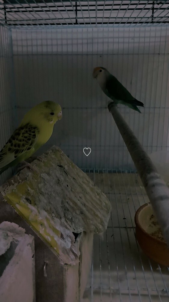 bird - 1