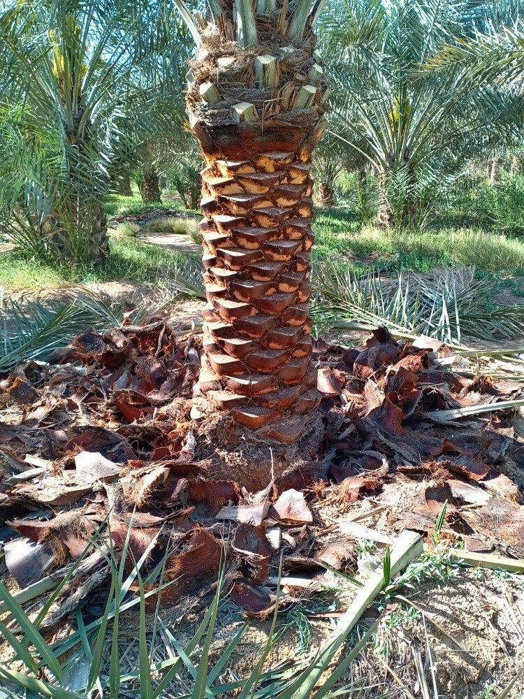 نقوم بزراعه النخيل - 3