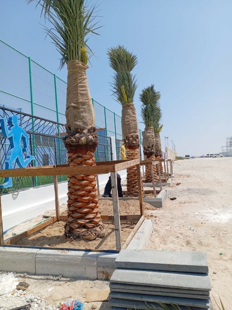 نقوم بزراعه النخيل - 1