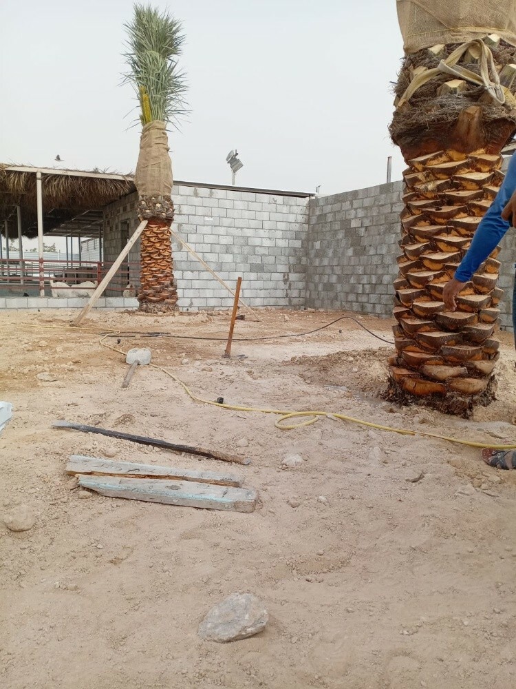 نقوم بزراعه النخيل - 2