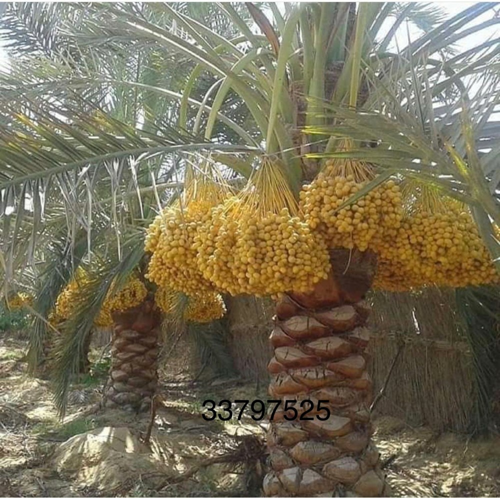 نخيل للبيع - 1