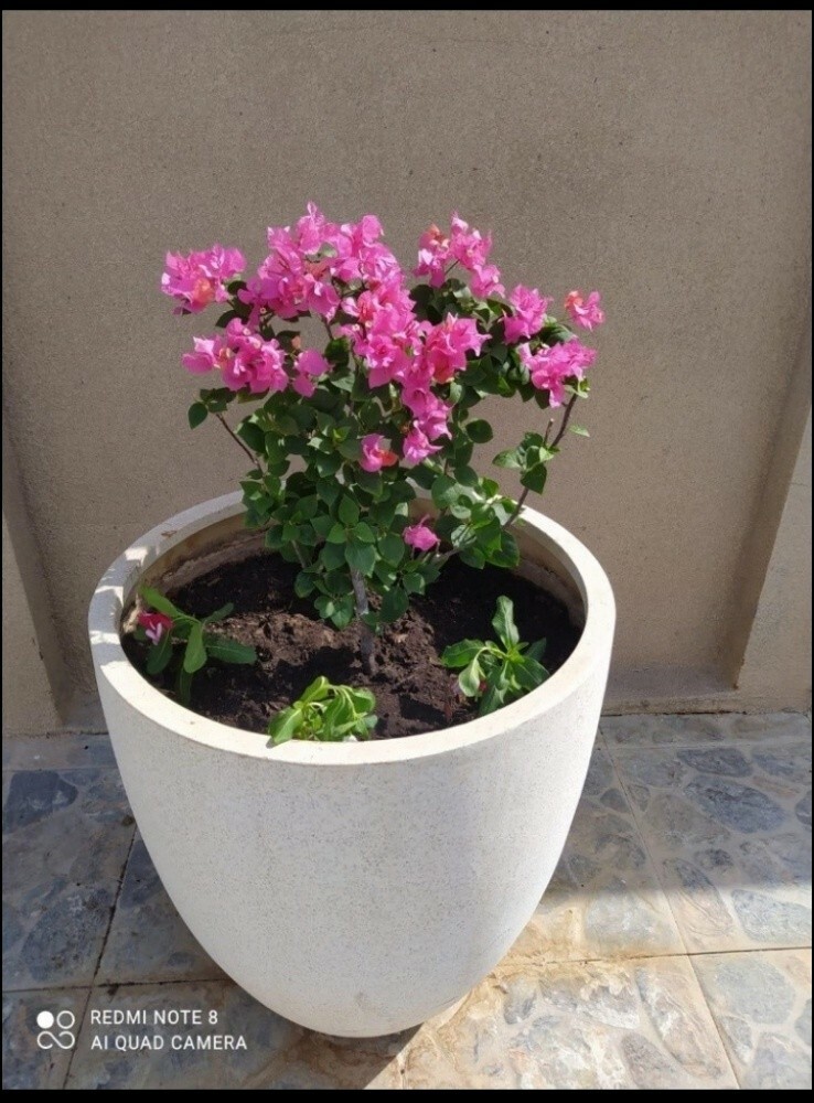 نقوم بترتيب التربه وتسميدهاوزراعة - 2