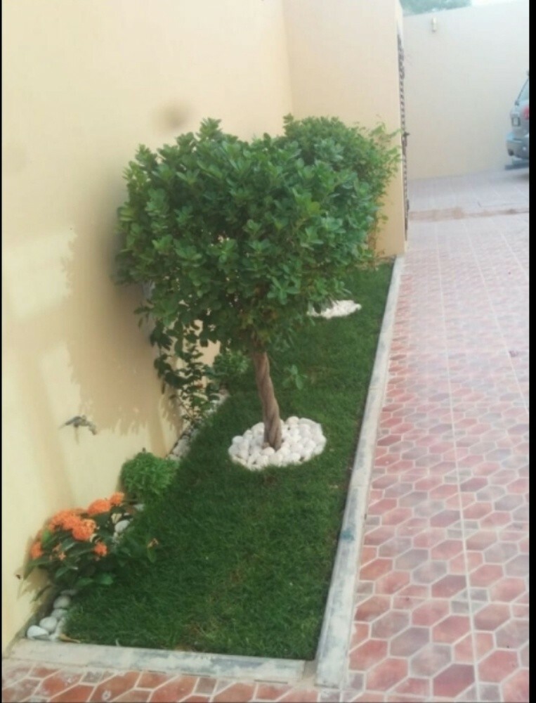 تنظيم حدائق
زراعه وترتيب نخل
عر - 3