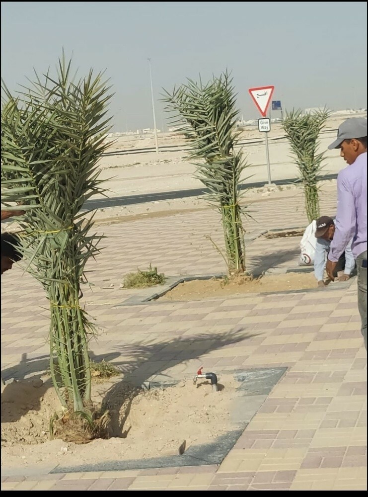 نخل للبيع - 9