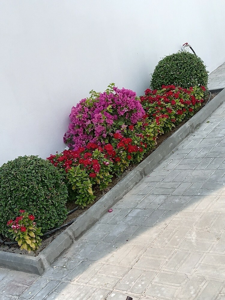 زراعه وديكورات - 4