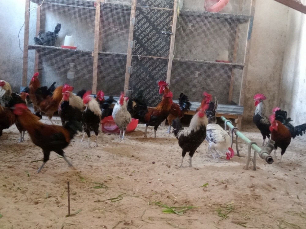 Big  Rooster - 2
