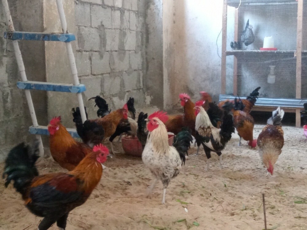 Big  Rooster - 3
