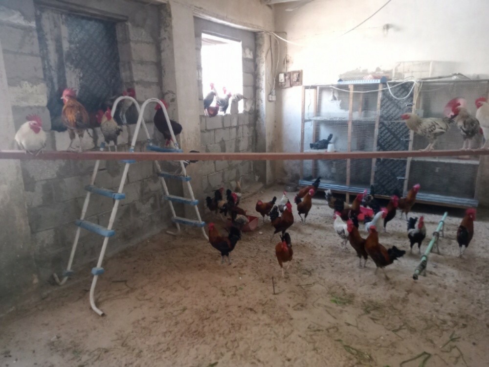 Big  Rooster - 4