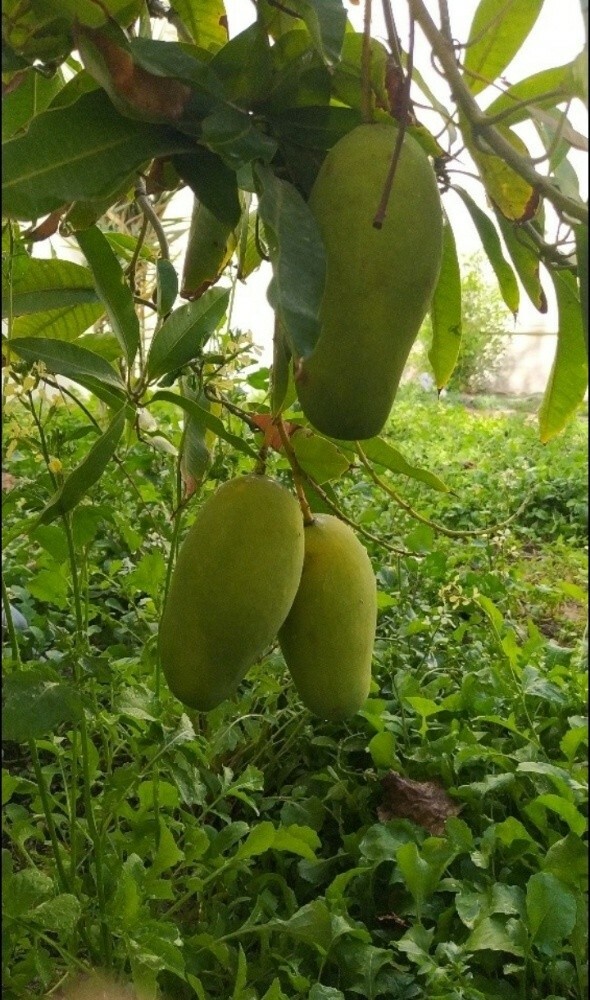 من أجمل. جميع المانجا - 1