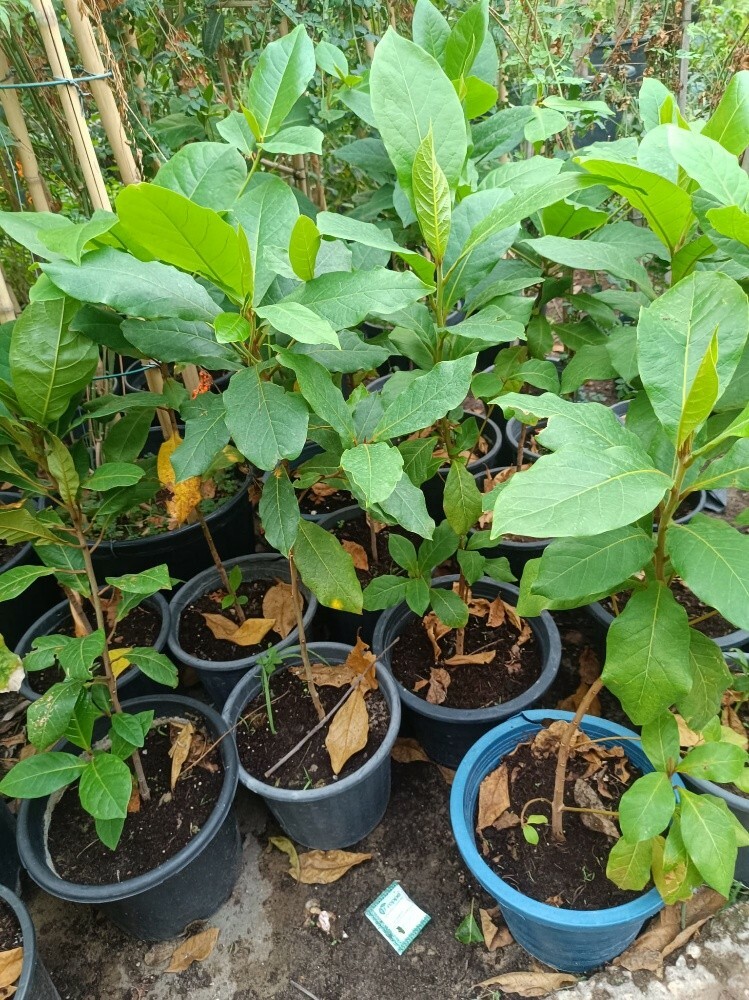 لوز اصفر - 2