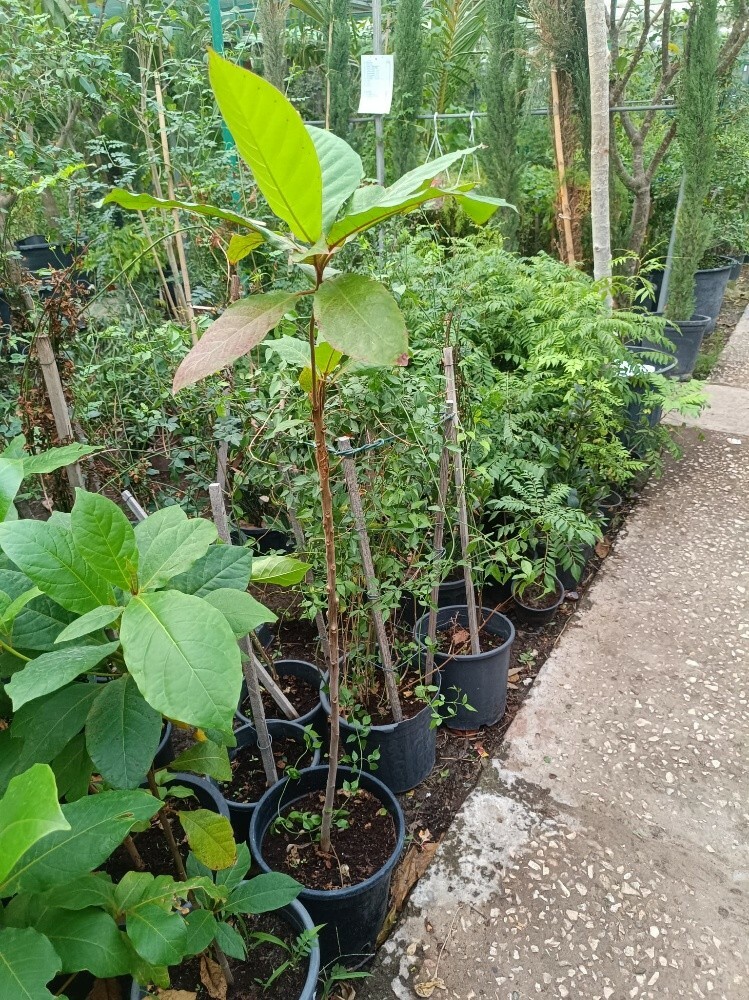لوز اصفر - 3