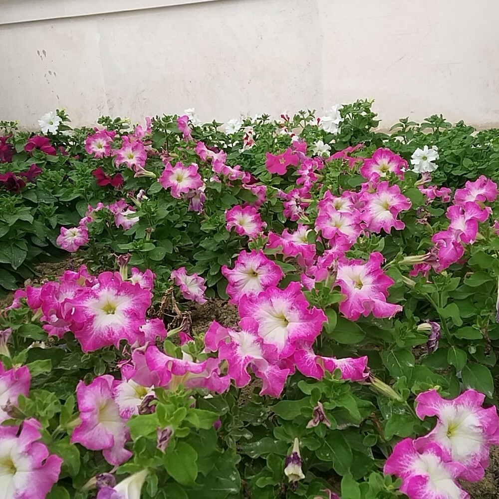 تنسيق حدائق - 5