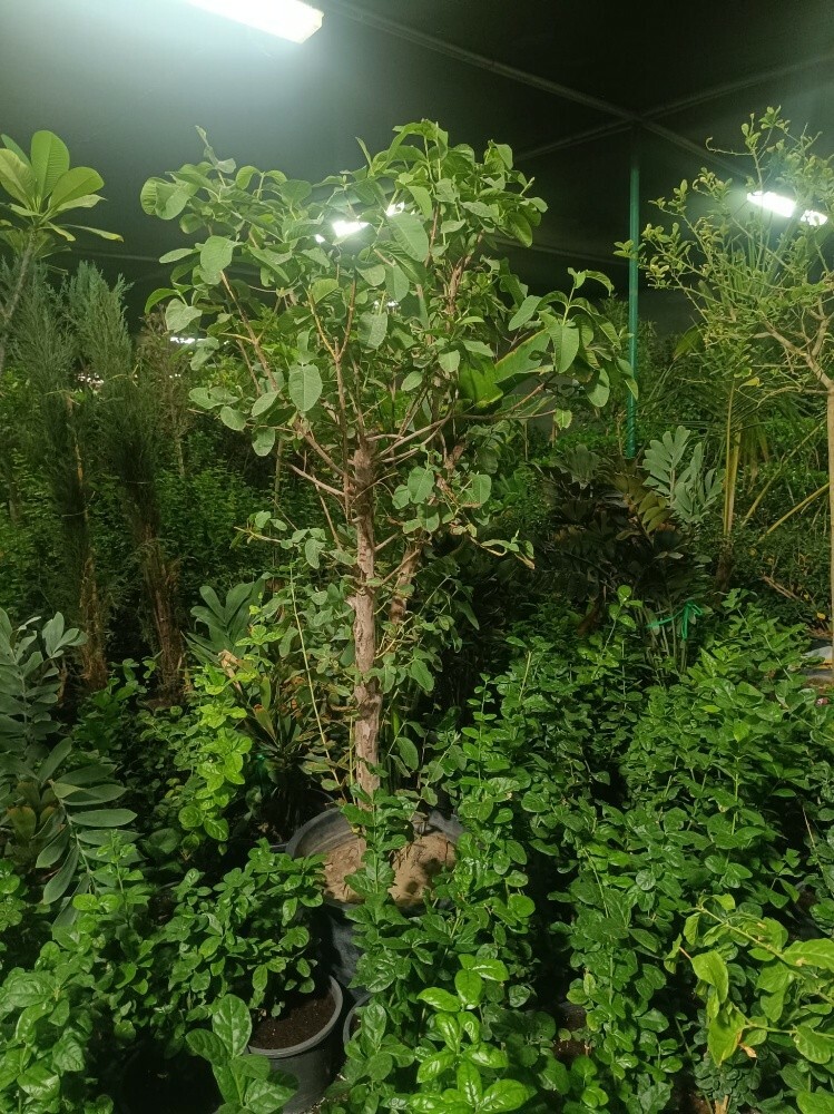 زراعة الحدائق وعمل شبكات الرى وزر - 3