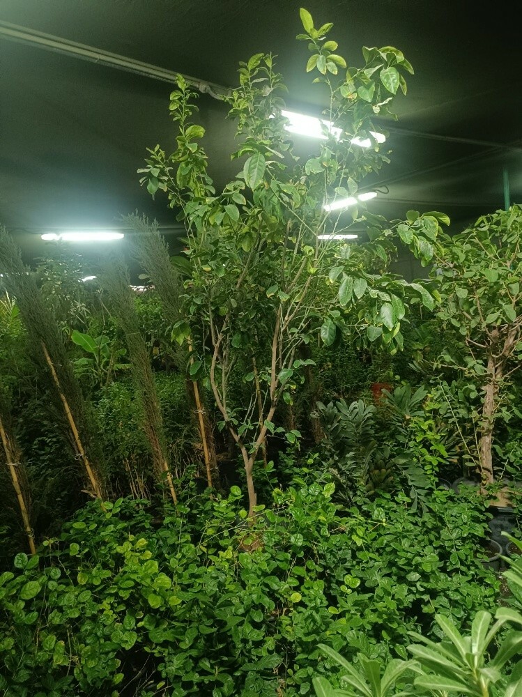 زراعة الحدائق وعمل شبكات الرى وزر - 4