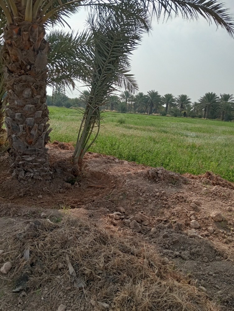 فصيل نخل للبيع - 3