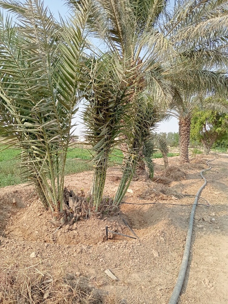 فصيل نخل للبيع - 1