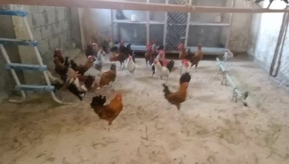 Big  Rooster - 1