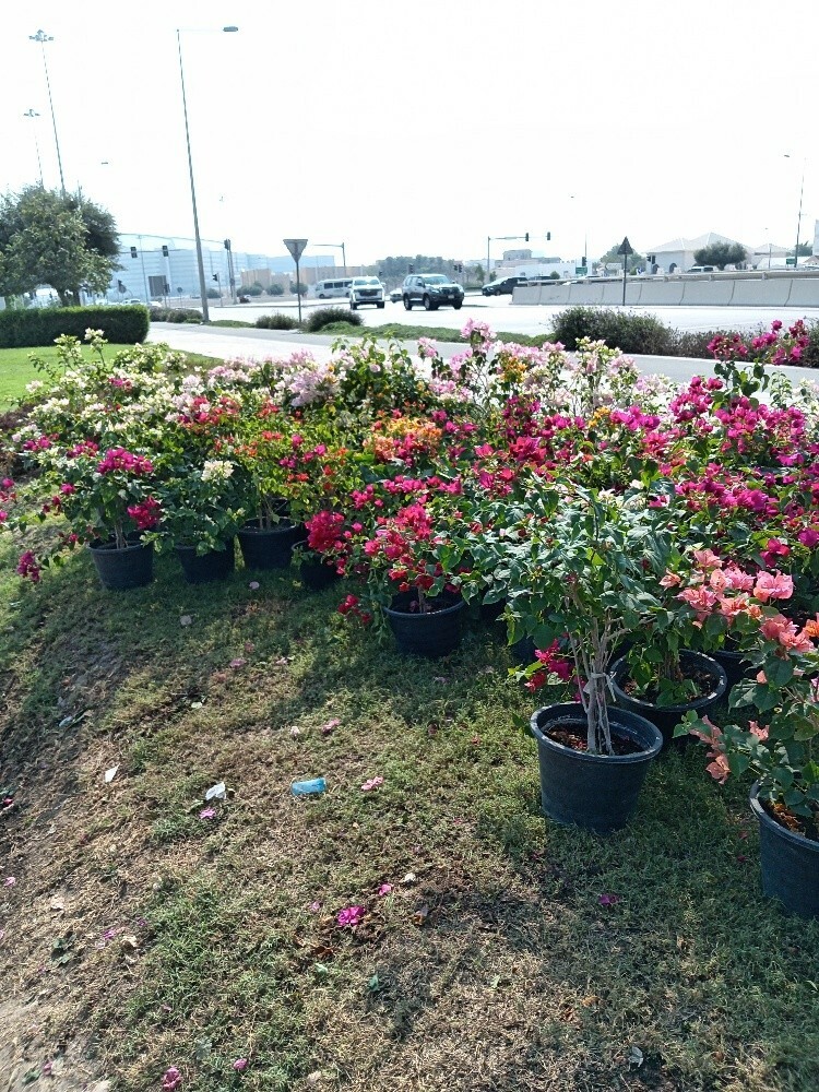 زراعه وديكورات - 2