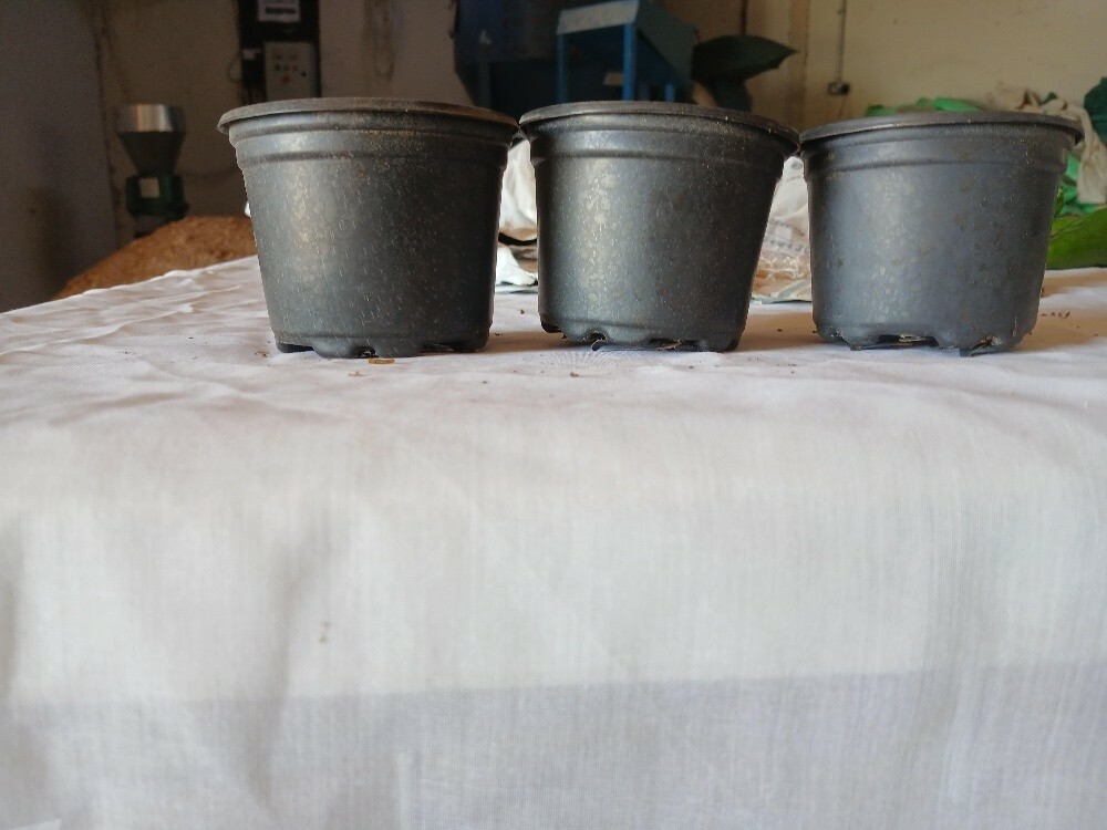 اصايص شتلات صغيرة - 2
