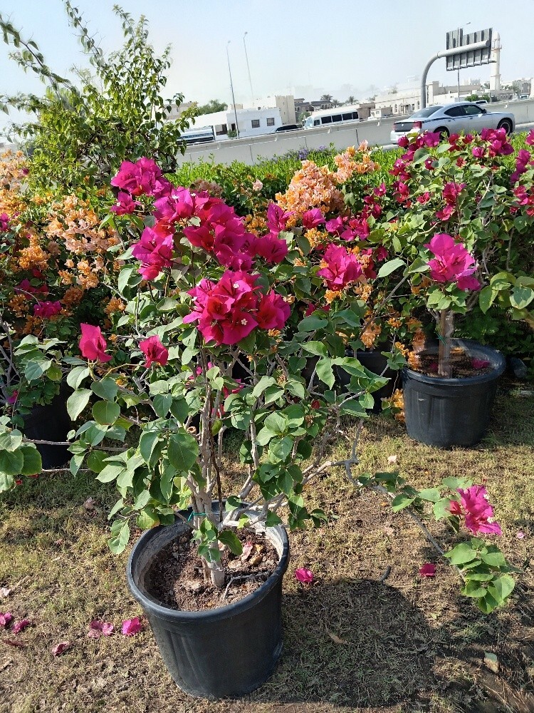 زراعه وديكورات - 1