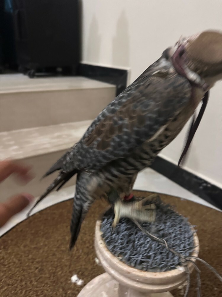 جير تبع قرناس بكر - 3
