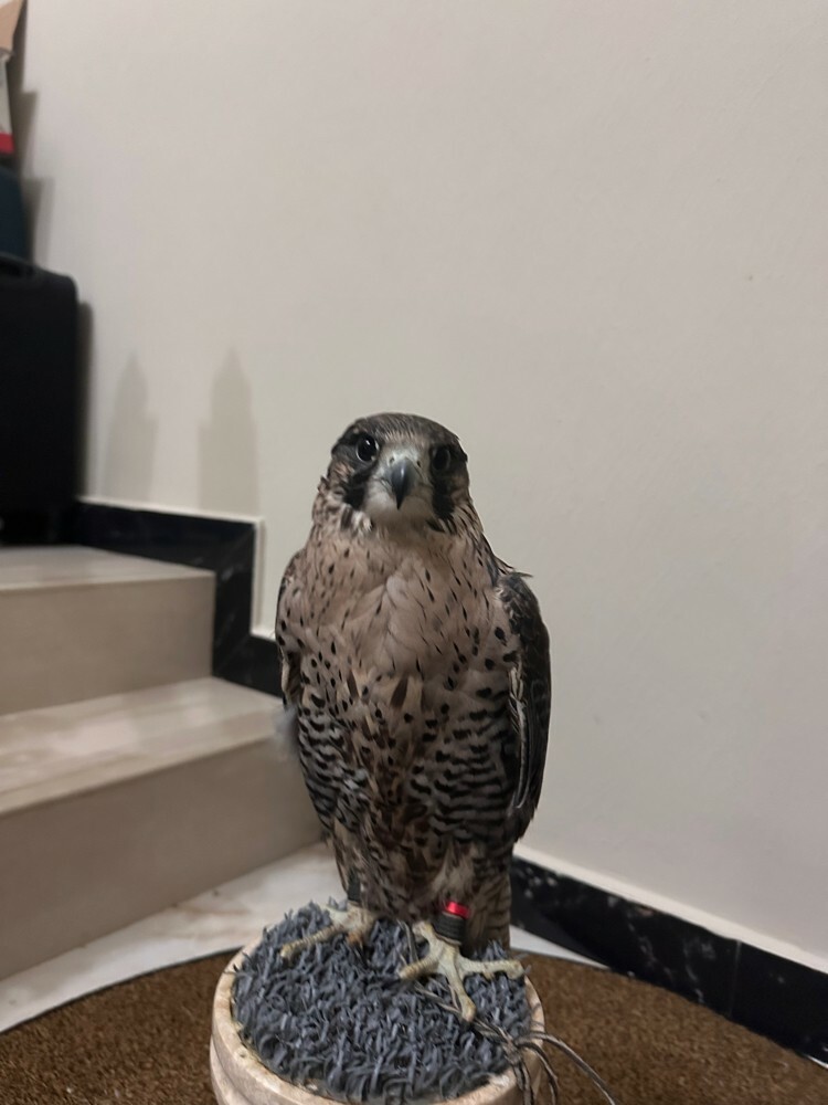 جير تبع قرناس بكر - 1