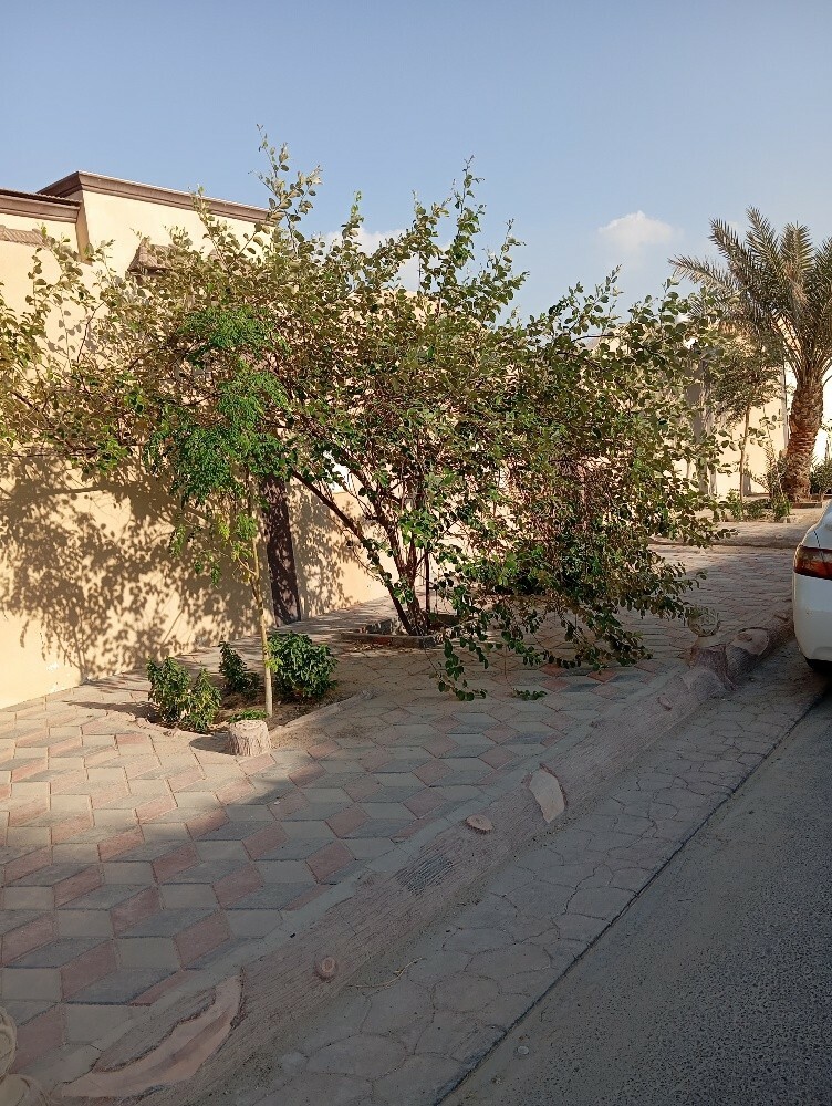 تركيب لأشجار الزينه والمثيره - 4