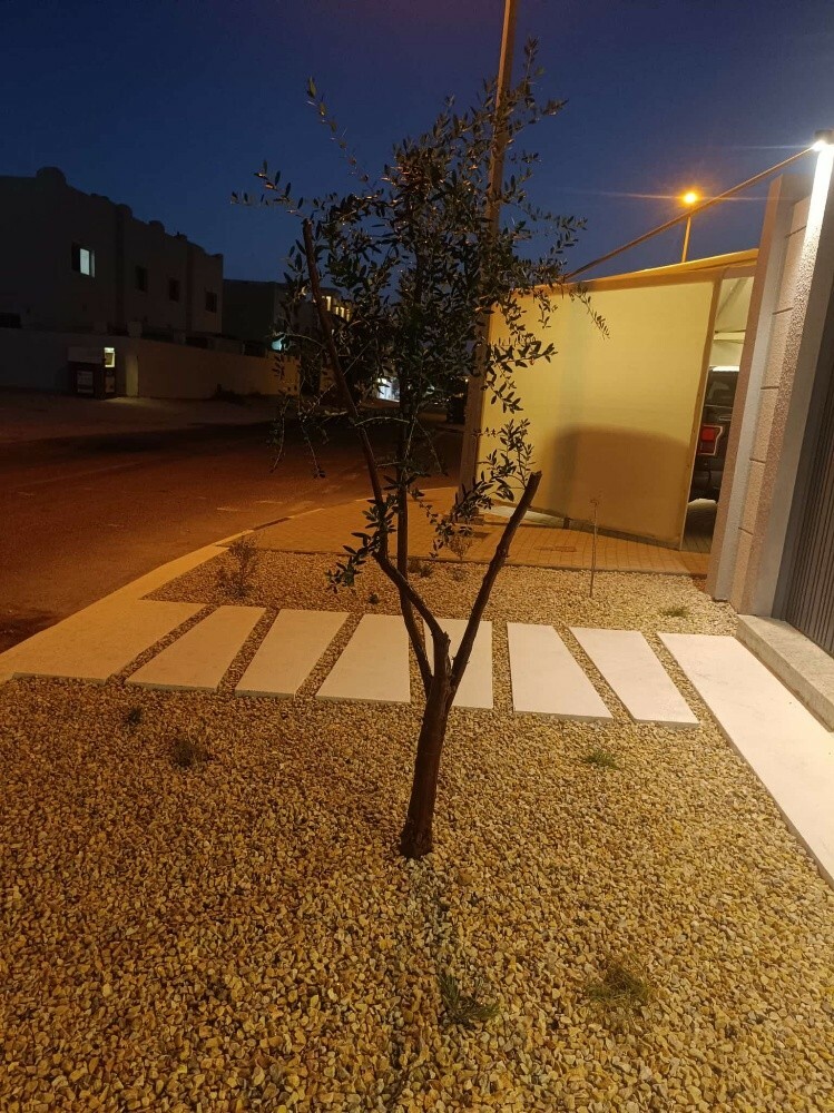 زيتون اسباني - 4