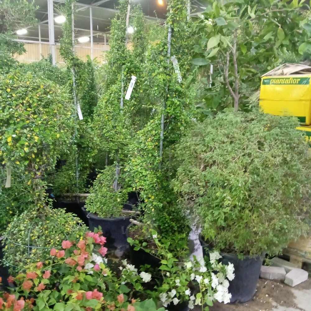 زراعه وديكورات - 1