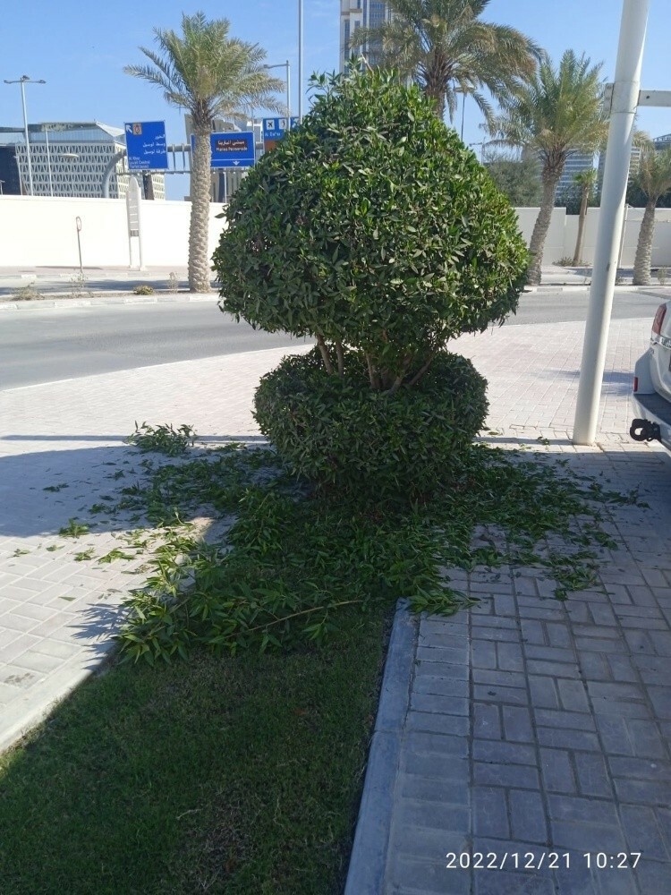 أعمال الحدايق - 17