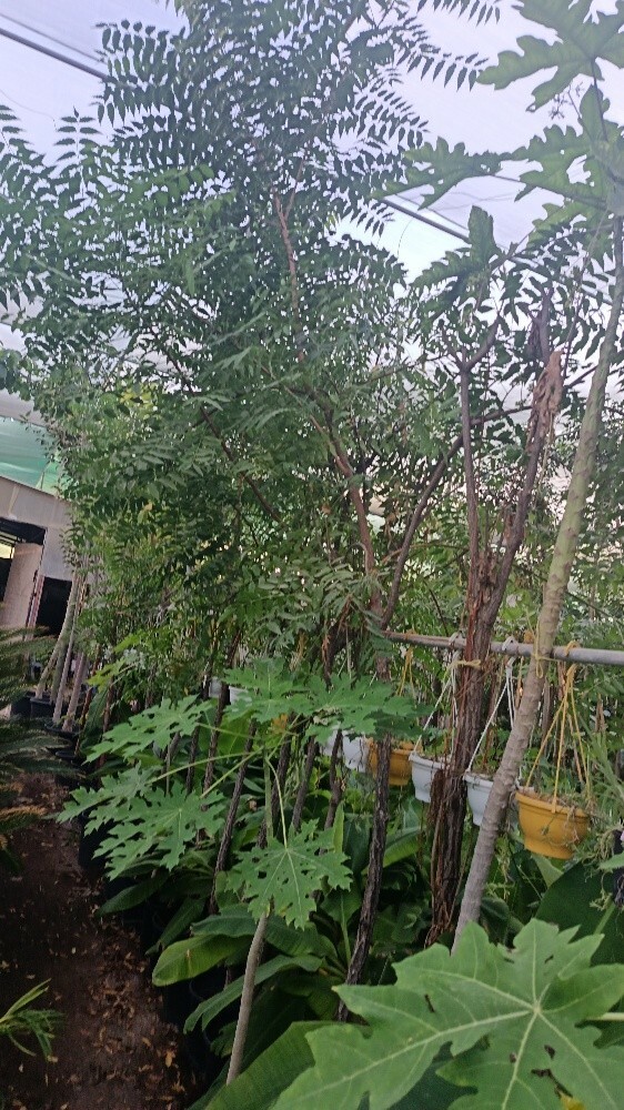 اشجار بريه حق البر - 2