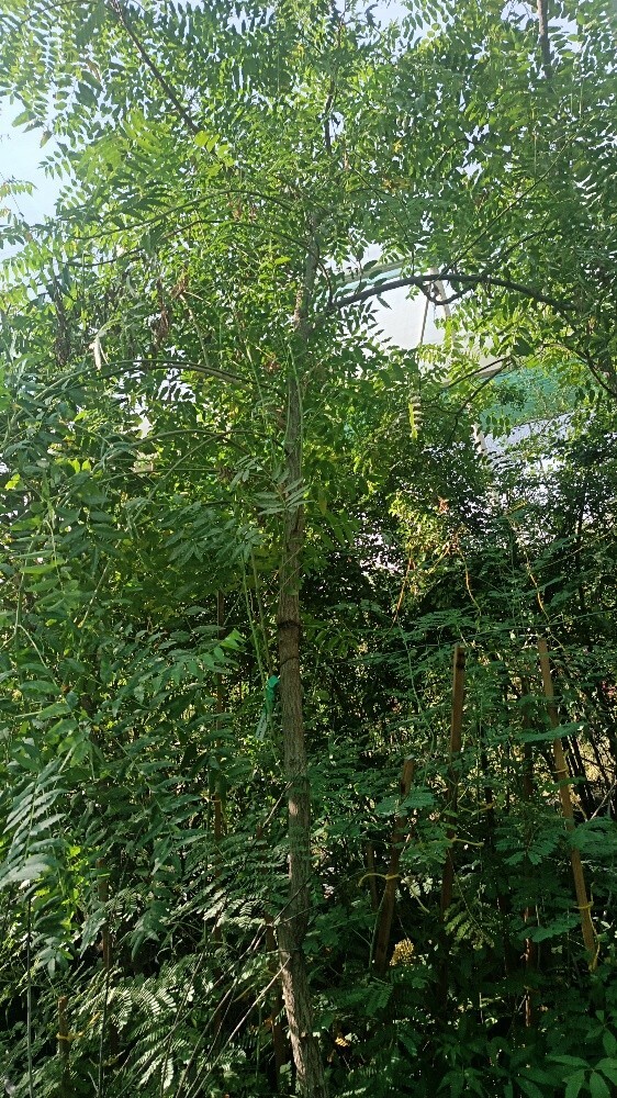 اشجار بريه حق البر - 5
