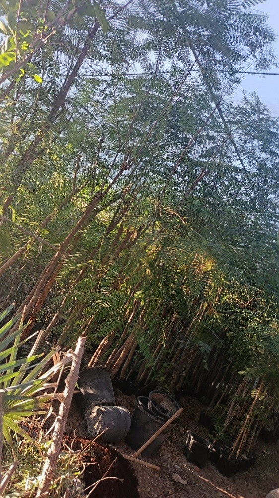 اشجار بريه حق البر - 1