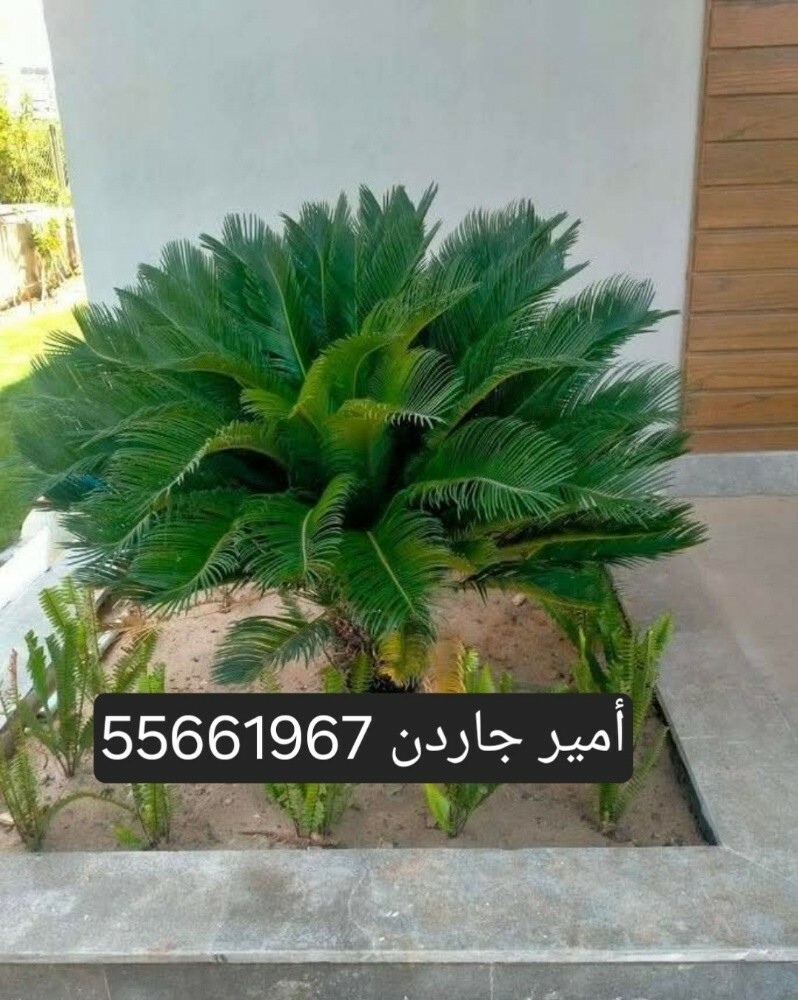 55661967 - 4