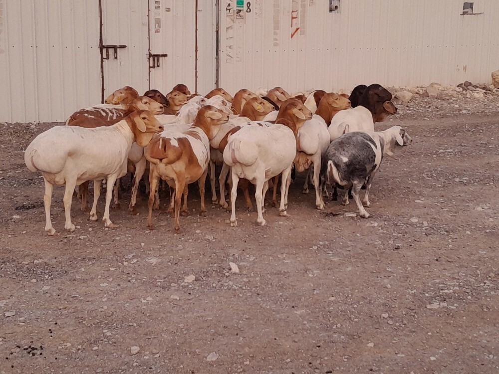 مطلوب شويهات بربر - 2
