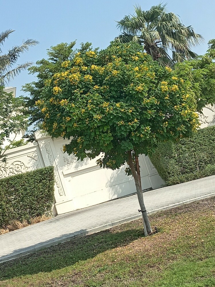 زراعه وديكورات - 1