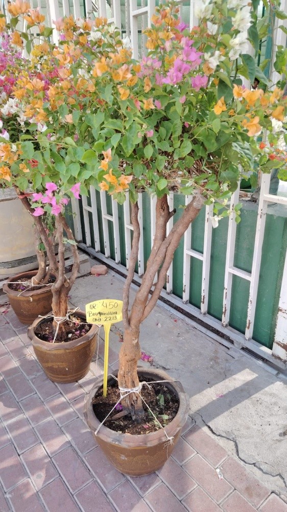 مزارع - 2