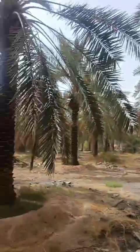 توريد وتركيب جميع انواع النخل - 1