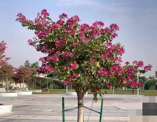متخصصون في تصميم وتنفيذ الحدائق - 6