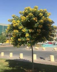 متخصصون في تصميم وتنفيذ الحدائق - 7