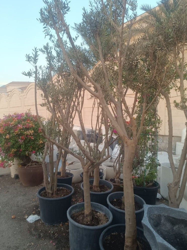 الزيتون واحجامه صغير وكبير - 4